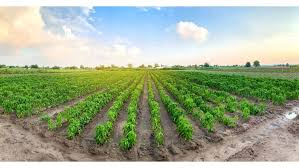 Agribusiness
Agricultural business in Nigeria