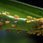 17752183236775205935830345800336