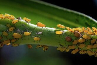 17752183236775205935830345800336