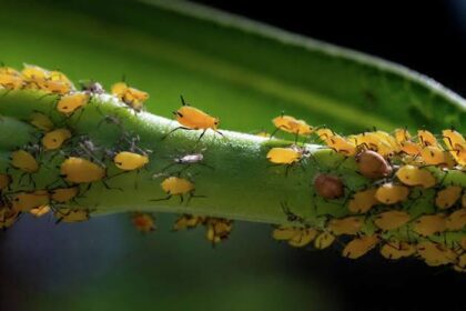 17752183236775205935830345800336