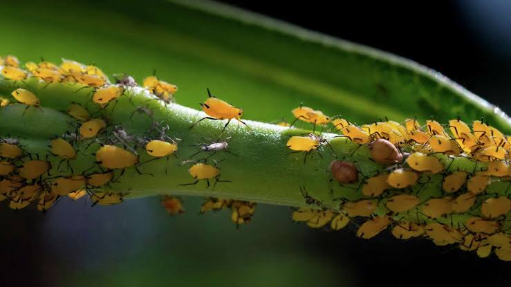 17752183236775205935830345800336