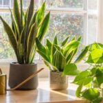 17769217002333317894199090744109