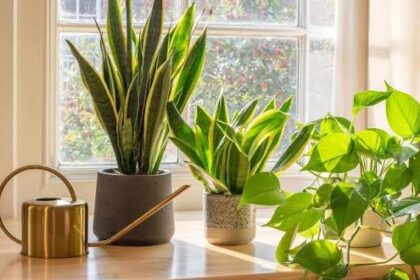 17769217002333317894199090744109